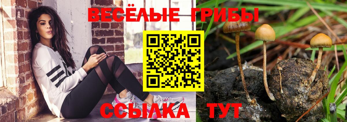 как найти закладки  Вход с VPN  Сосновый Бор  Псилоцибиновые грибы Psilocybine cubensis 